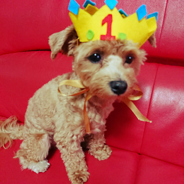 macoさんの実例写真