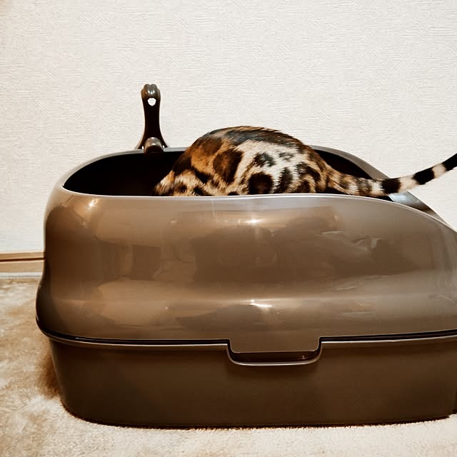 dekumamaさんの実例写真