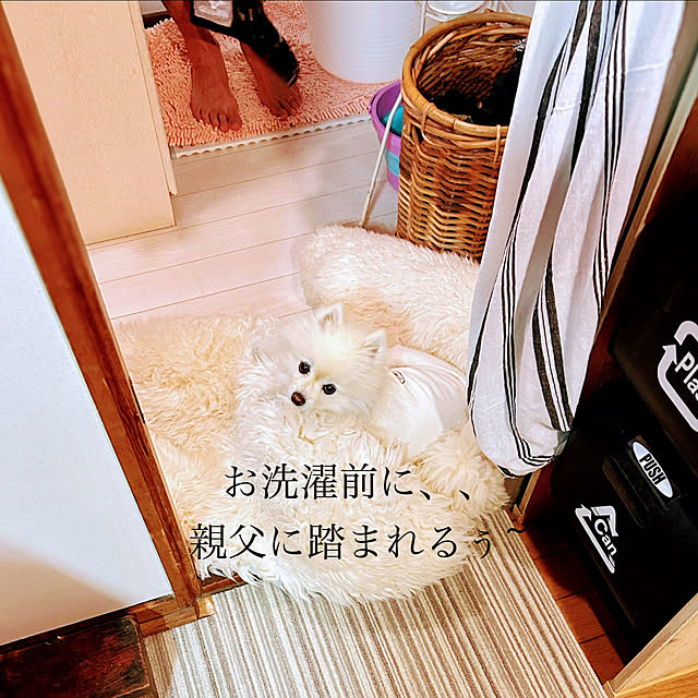 akaidarumaさんの部屋