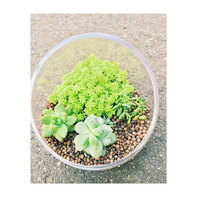 部屋全体/寄せ植え/多肉植物のインテリア実例 - 2016-08-04 18:56:31