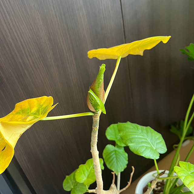 khaiさんの部屋