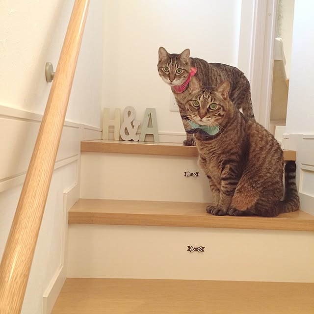 lovecatさんの実例写真