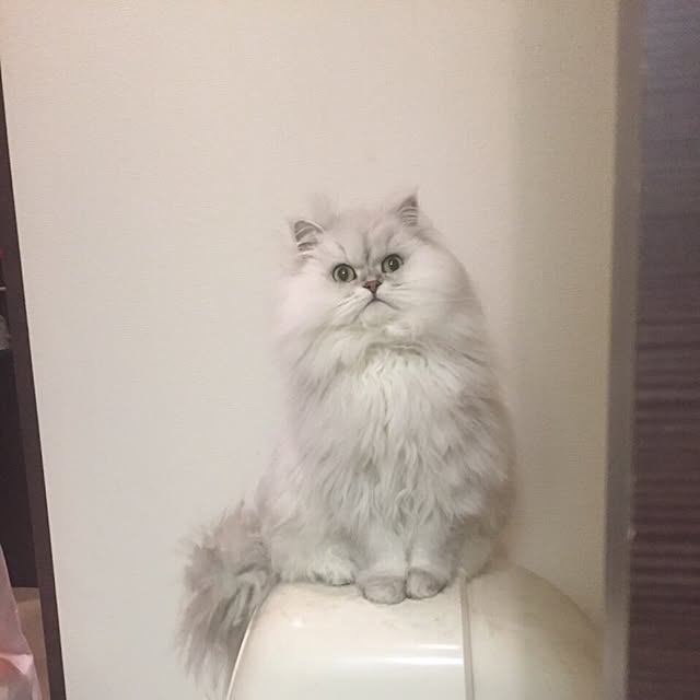 Turuさんの実例写真