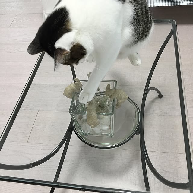 yuchiさんの実例写真