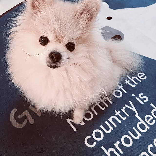 Mopmamaさんの実例写真