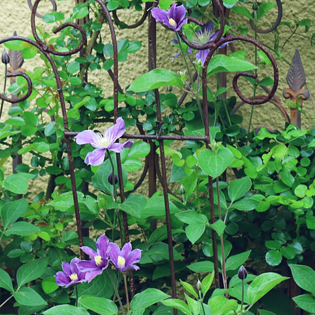 rokokoさんの部屋