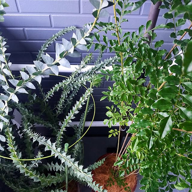 NSDさんの実例写真