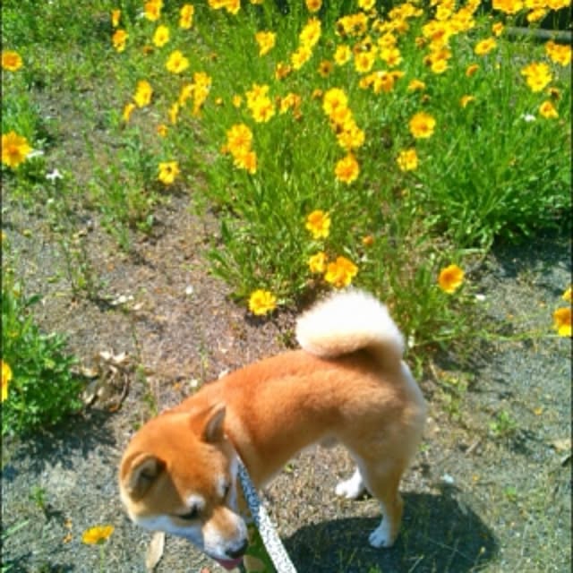 実例写真