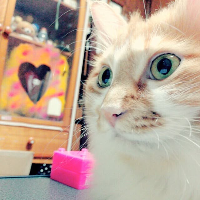 cannaさんの実例写真