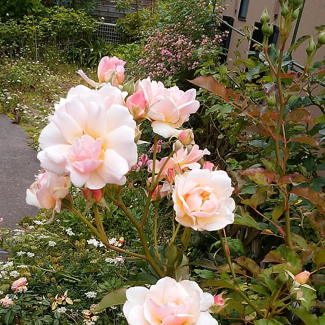 yum0408さんの実例写真