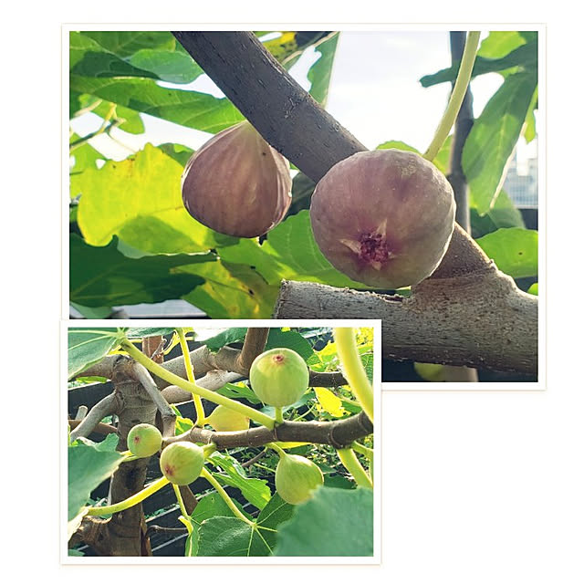 hajiroさんの実例写真