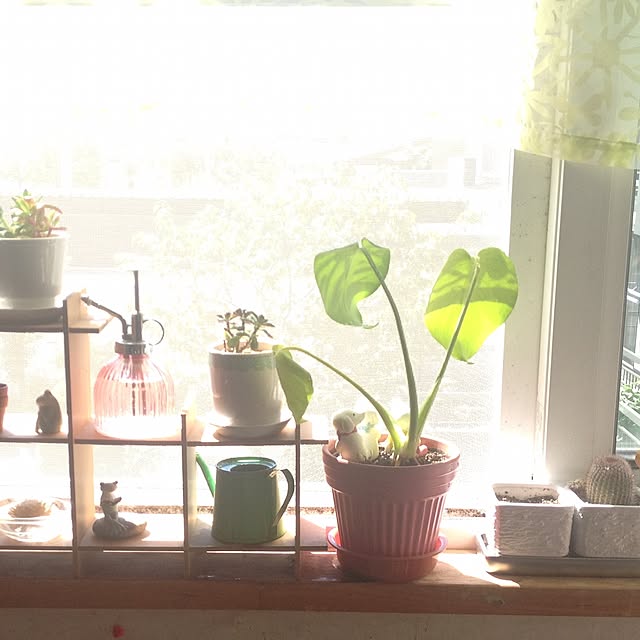 玄関/入り口/植物のインテリア実例 - 2015-02-08 11:38:51