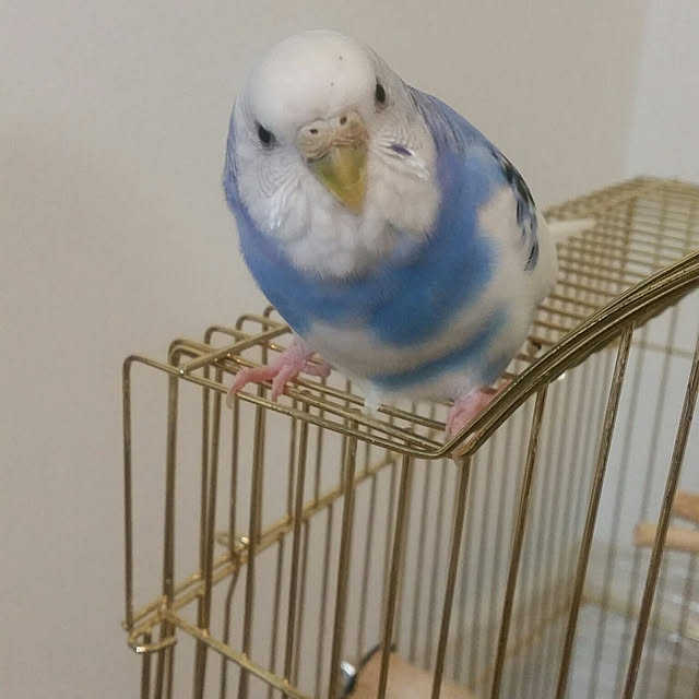 Chinatsu.Iさんの実例写真
