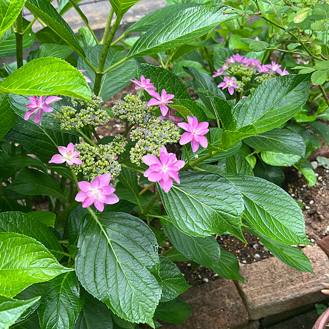 ピンクの花♪/がく紫陽花/紫陽花♡/紫陽花/アイラブグリーン...などのインテリア実例 - 2024-05-23 11:21:15