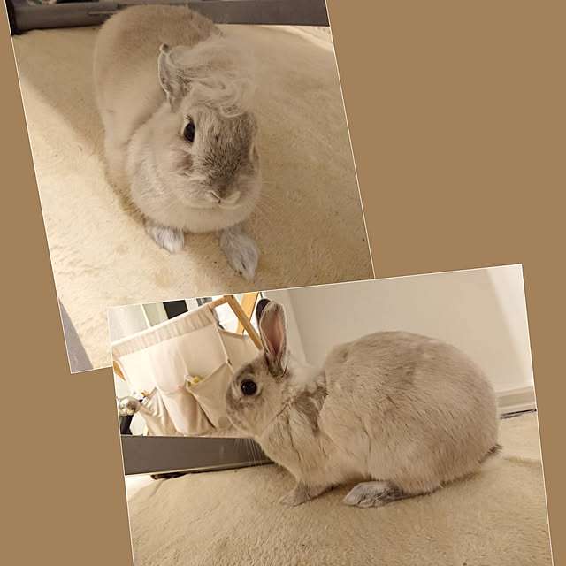 yokomokoさんの実例写真