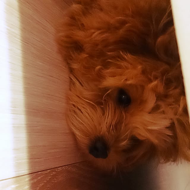 macoさんの実例写真