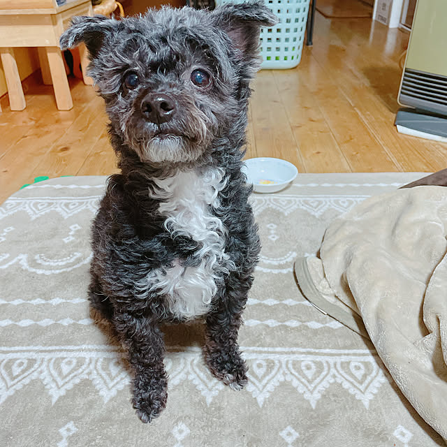 Chipさんの実例写真