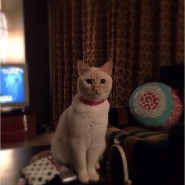 bobooooonさんの実例写真