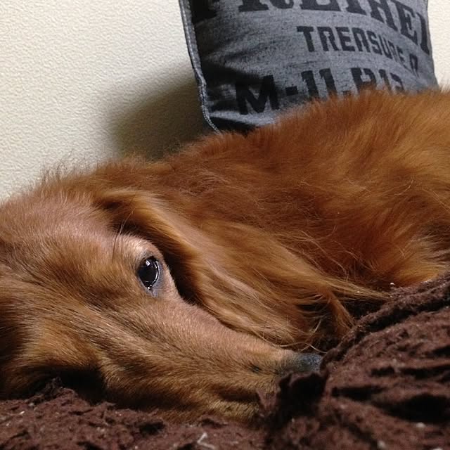 maruさんの実例写真