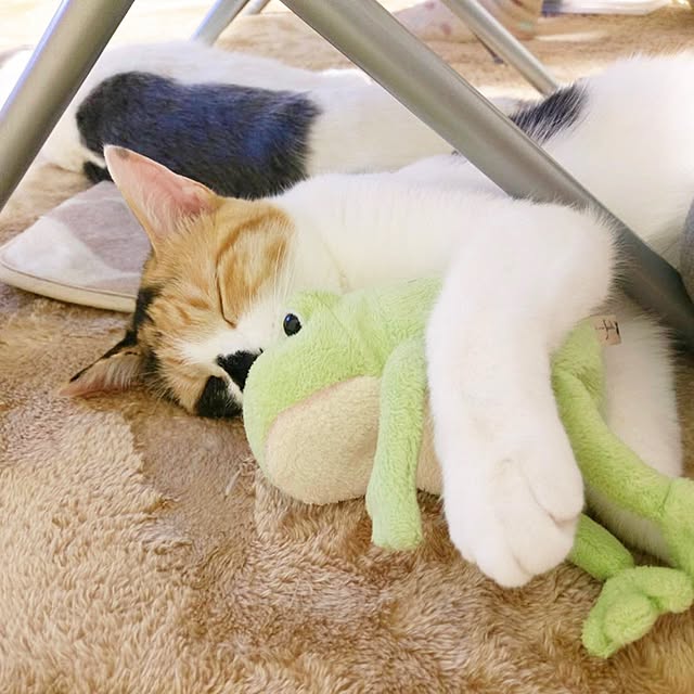 sayaka.さんの実例写真