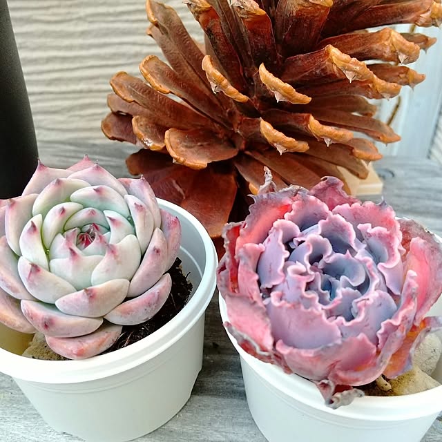 meiさんの部屋
