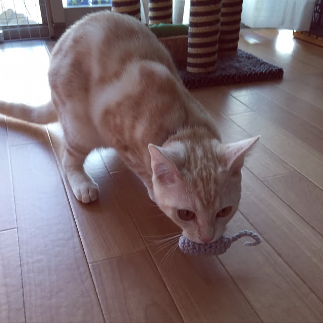 hiyupan88さんの実例写真