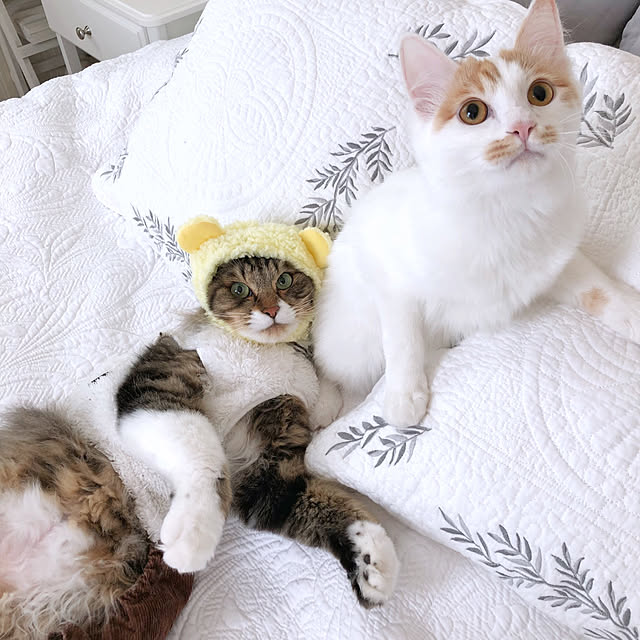 yuchiさんの実例写真
