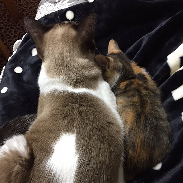 vivienne.coco-keiさんの実例写真