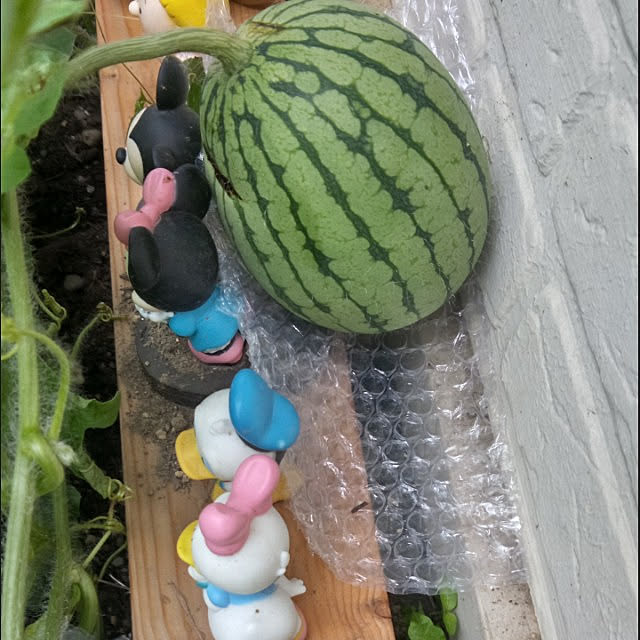 kokohimeさんの実例写真
