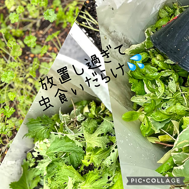 kittyさんの部屋