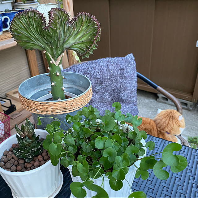 shizzzさんの実例写真