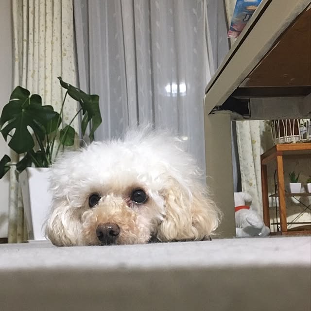 Junran50さんの実例写真