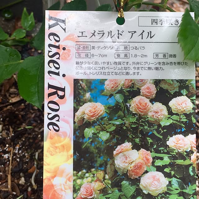 butachanさんの実例写真