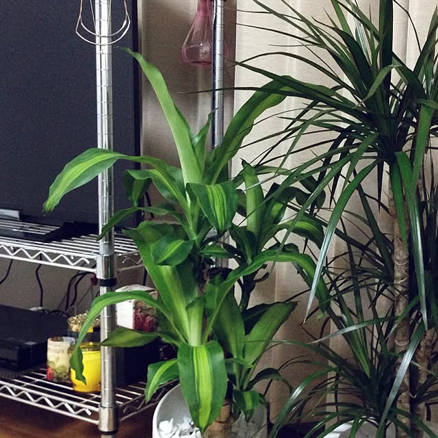 sarukoさんの実例写真