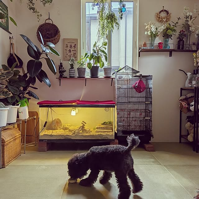 umeboshicyanさんの部屋