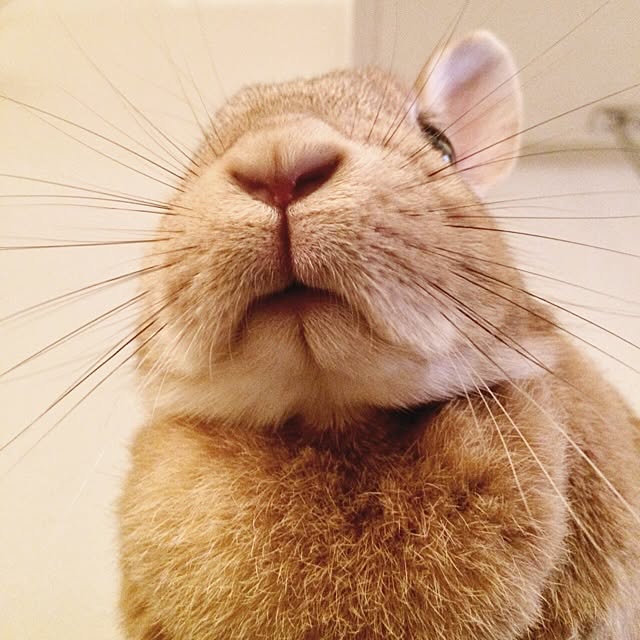 inazaurusuさんの実例写真