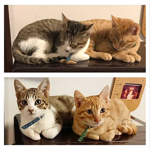 chicchiさんの実例写真