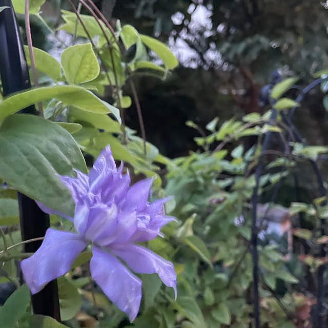 mamizaさんの部屋