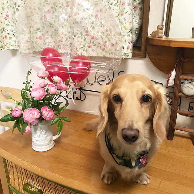 ronronさんの実例写真