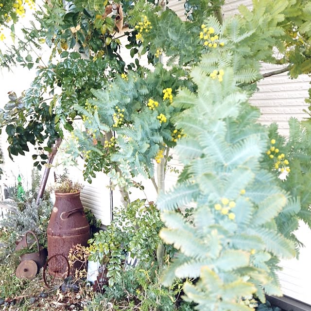 kohakuruさんの実例写真