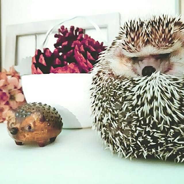 kuruさんの実例写真