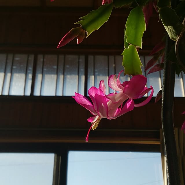 kikuさんの実例写真