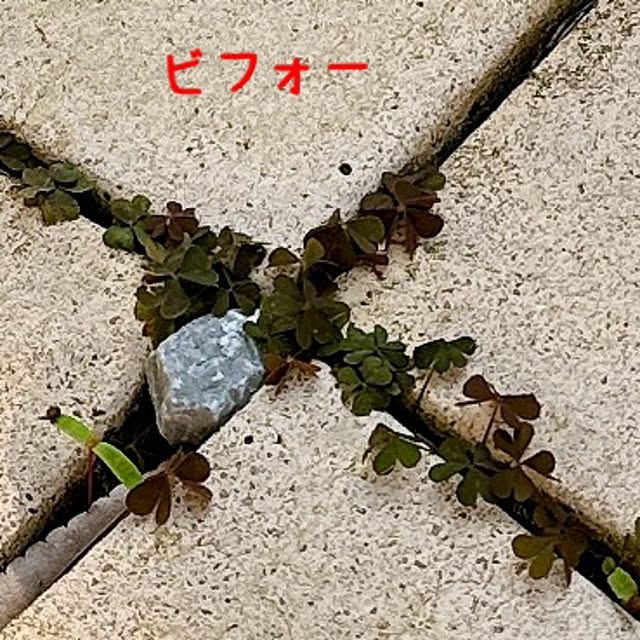 初芽させない/ガーデニング/植物のある暮らし/除草/アースガーデン...などのインテリア実例 - 2024-04-08 19:12:53