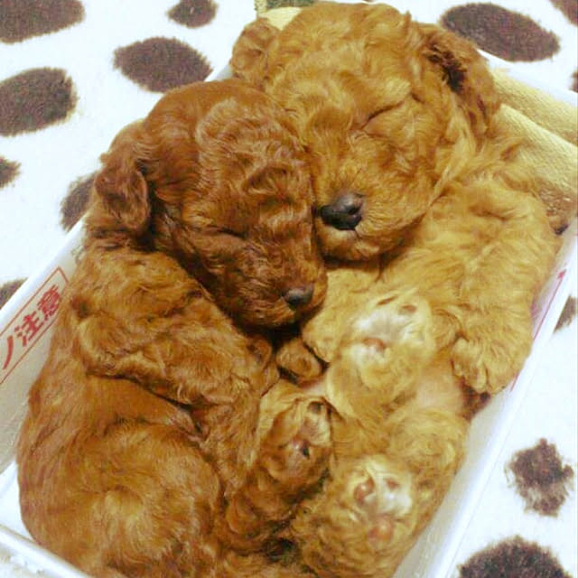 nekosamaさんの実例写真