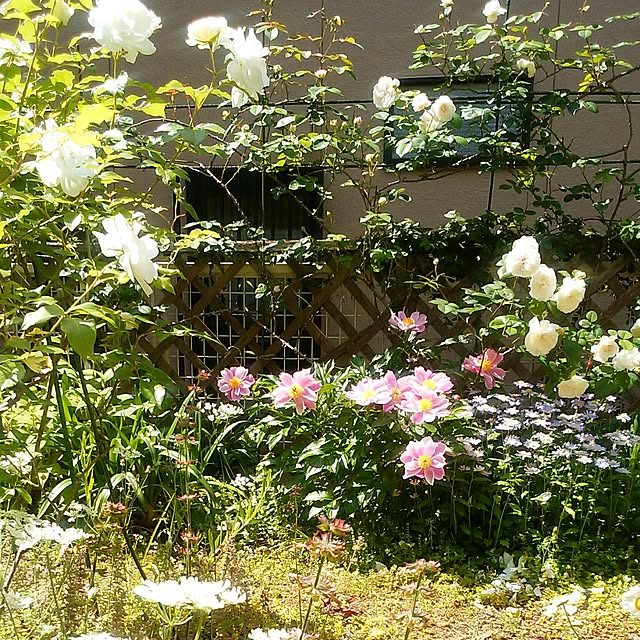 yum0408さんの実例写真