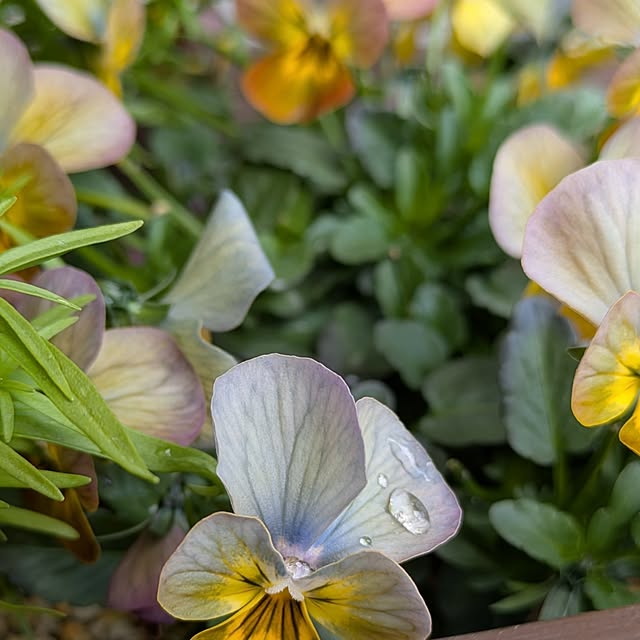 mi-saさんの部屋