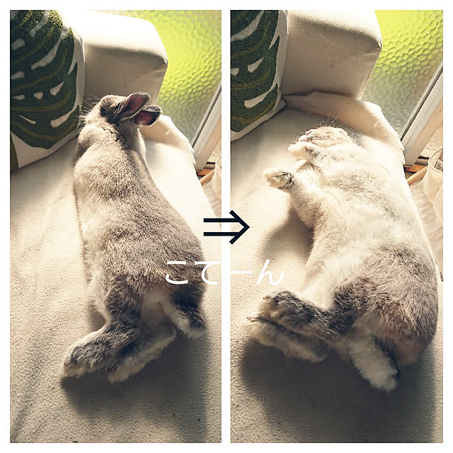 yokomokoさんの実例写真