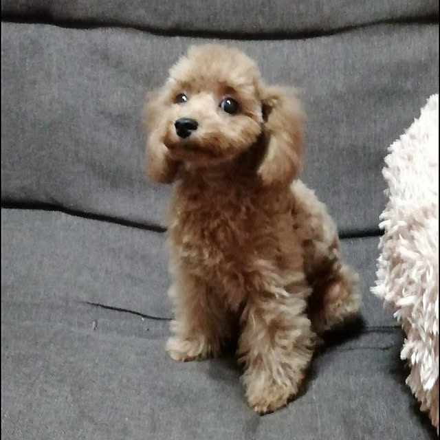 satochiさんの実例写真
