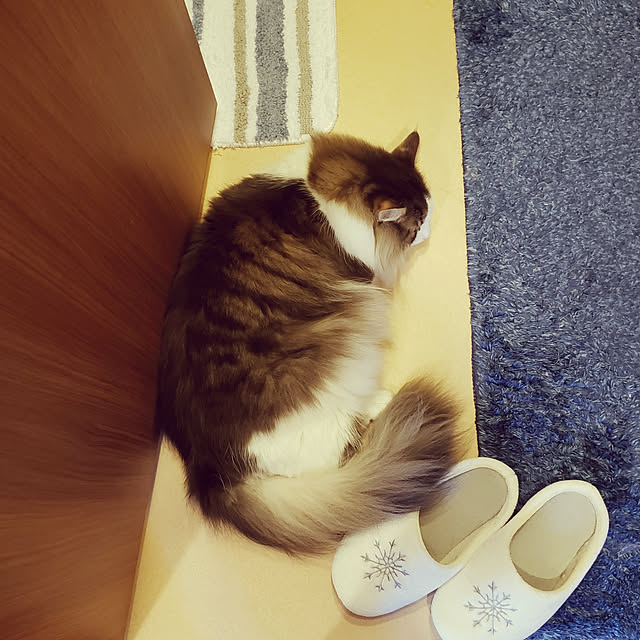 mofさんの実例写真