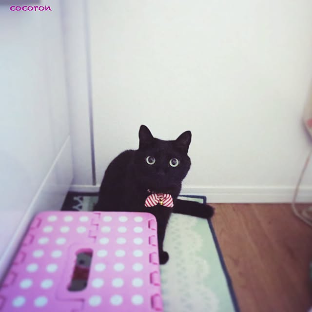 cocoronさんの実例写真